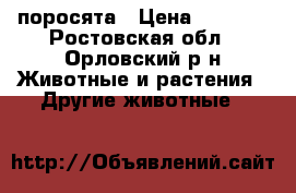 поросята › Цена ­ 3 000 - Ростовская обл., Орловский р-н Животные и растения » Другие животные   
